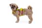 Preview: Ruffwear Flagline Harness Lichen Green Gr. XXS